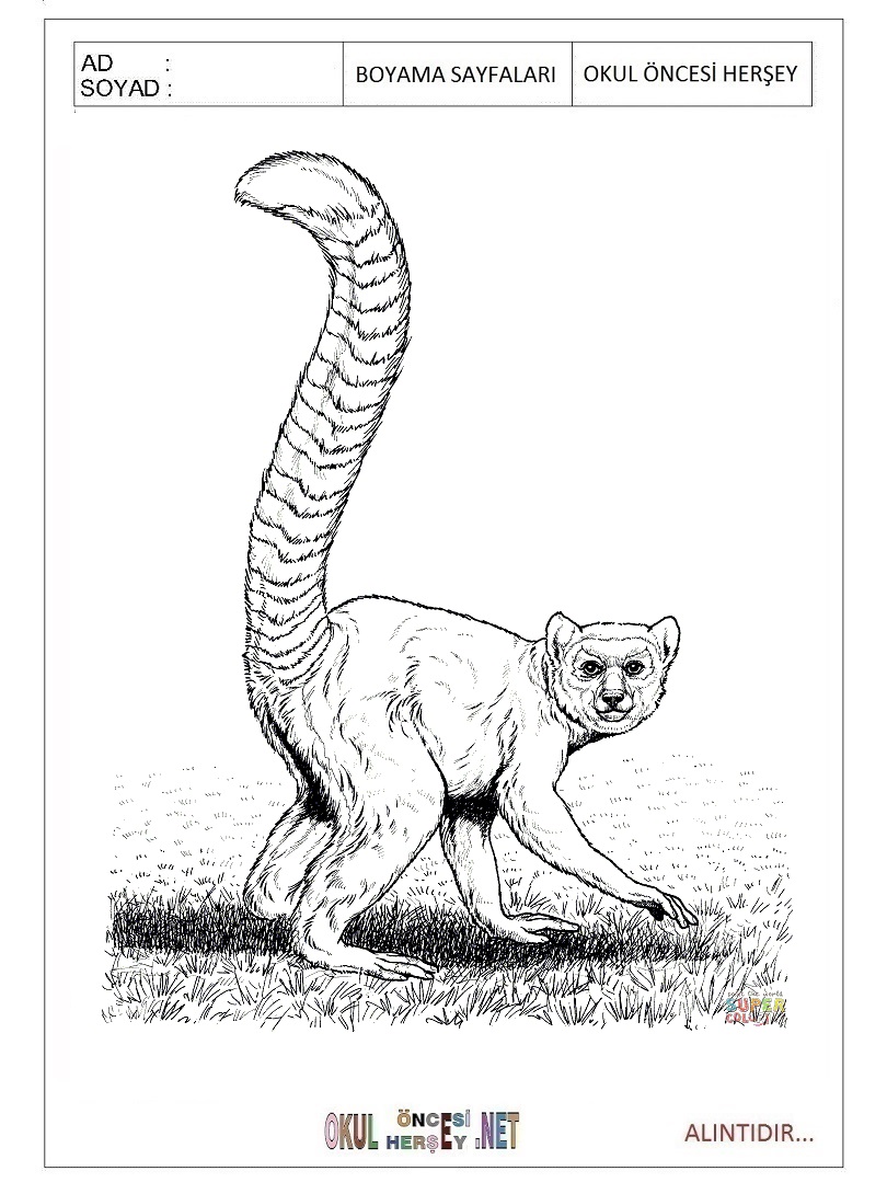 Çocuklar İçin Lemur Boyama Sayfaları 