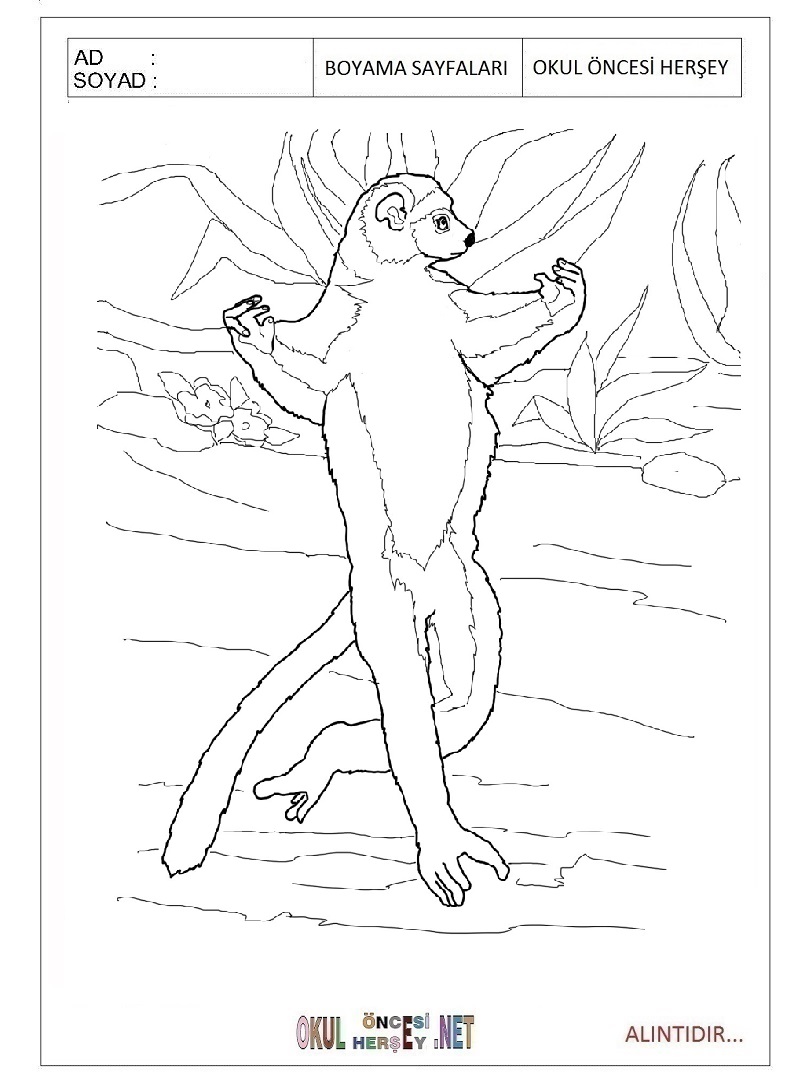 Çocuklar İçin Lemur Boyama Sayfaları 