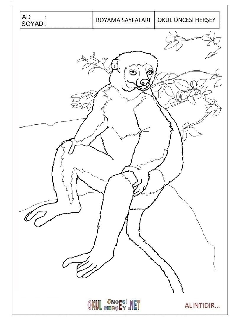 Çocuklar İçin Lemur Boyama Sayfaları 