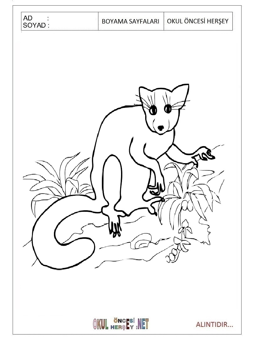 Çocuklar İçin Lemur Boyama Sayfaları 