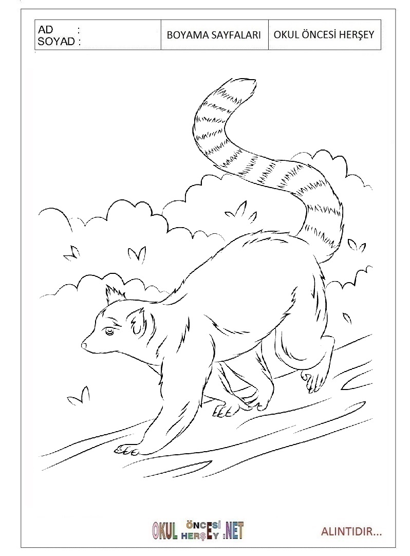 Çocuklar İçin Lemur Boyama Sayfaları 