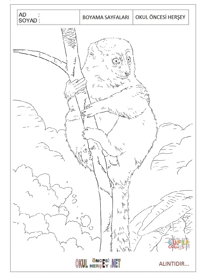 Çocuklar İçin Lemur Boyama Sayfaları 