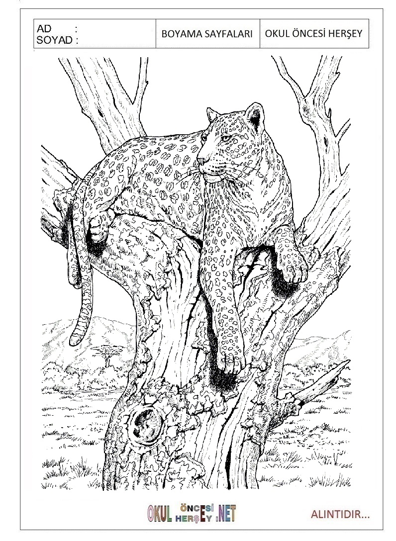 Çocuklar İçin Leopar Boyama Sayfaları 