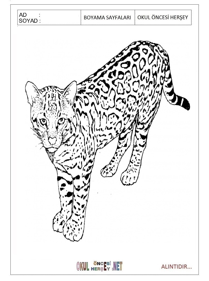 Çocuklar İçin Leopar Boyama Sayfaları 