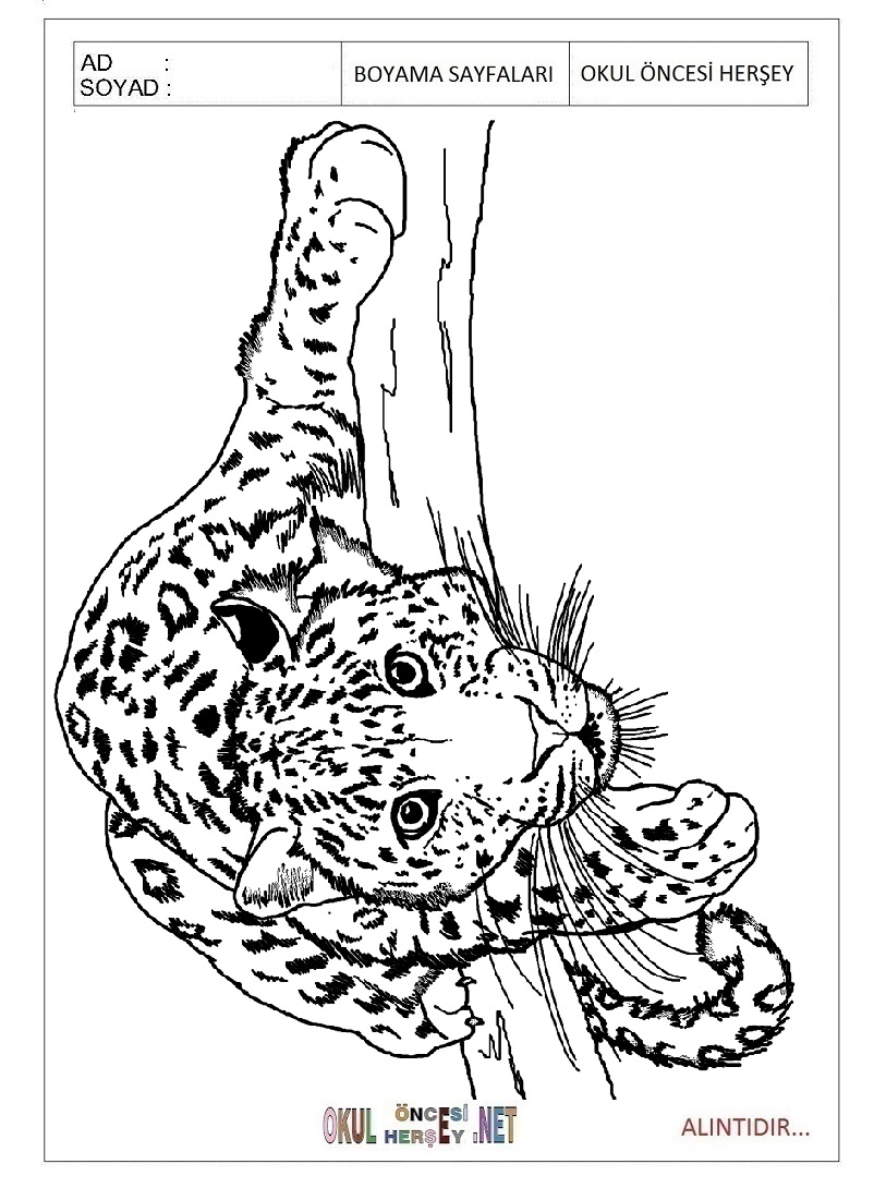 Çocuklar İçin Leopar Boyama Sayfaları 