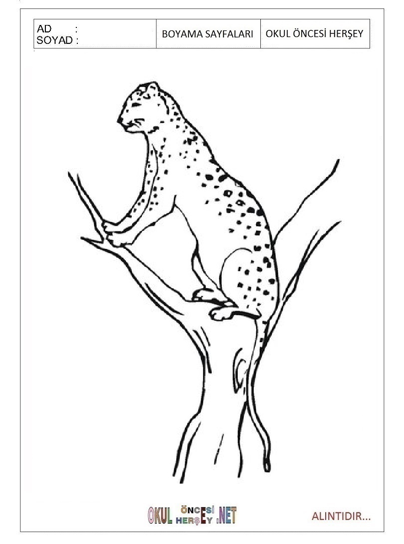 Çocuklar İçin Leopar Boyama Sayfaları 
