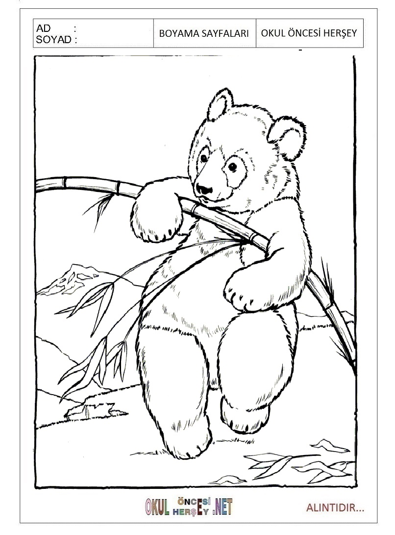 Çocuklar İçin Panda Boyama Sayfaları 