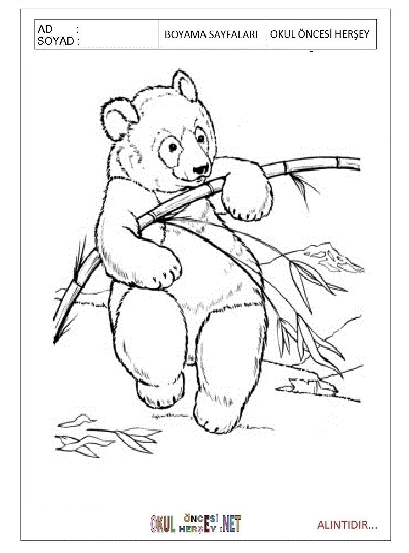 Çocuklar İçin Panda Boyama Sayfaları 