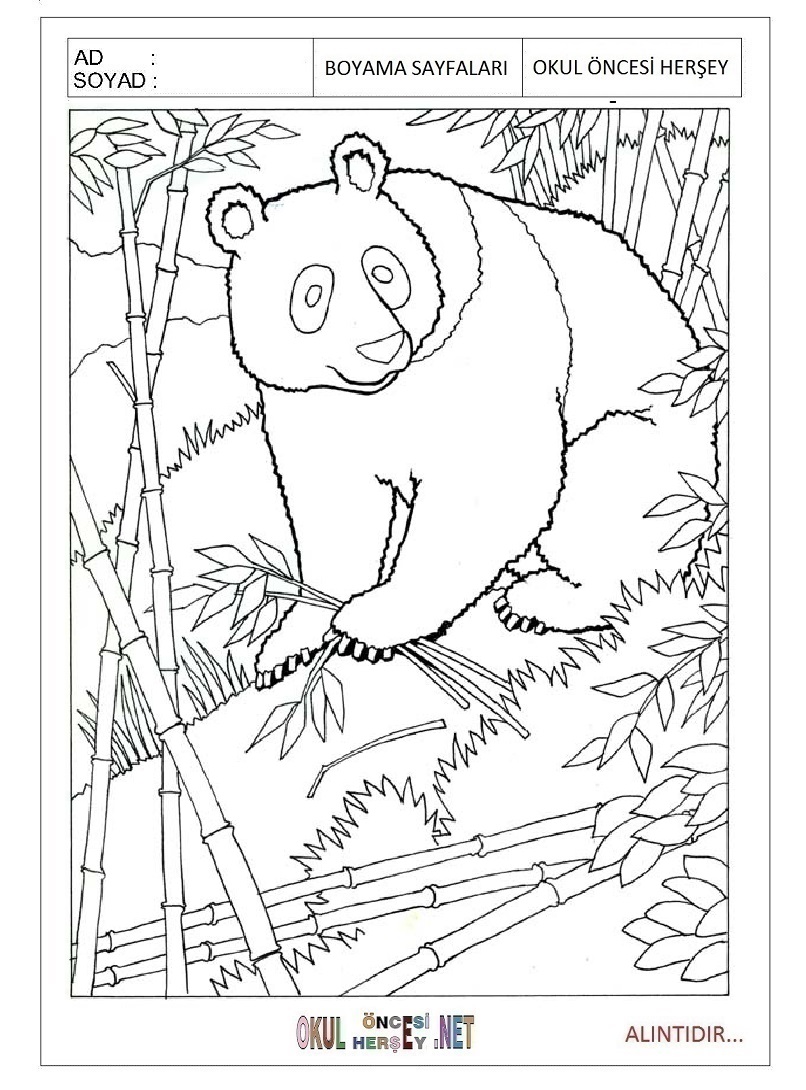 Çocuklar İçin Panda Boyama Sayfaları 