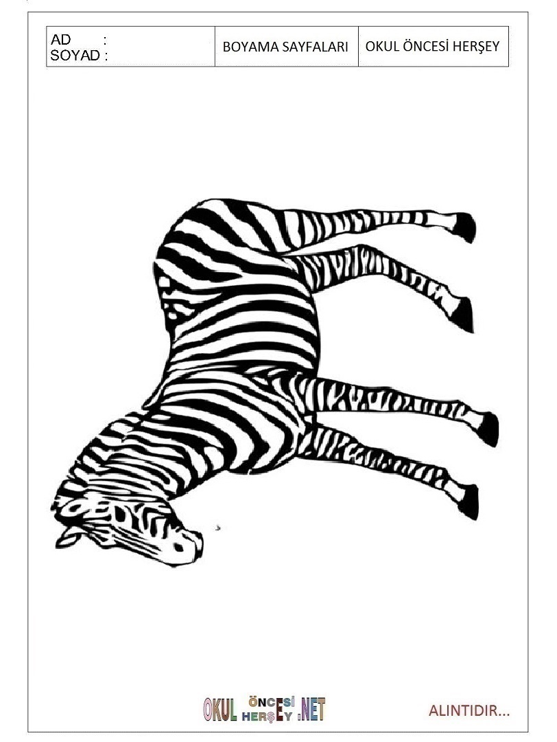Çocuklar İçin Zebra Boyama Sayfaları 