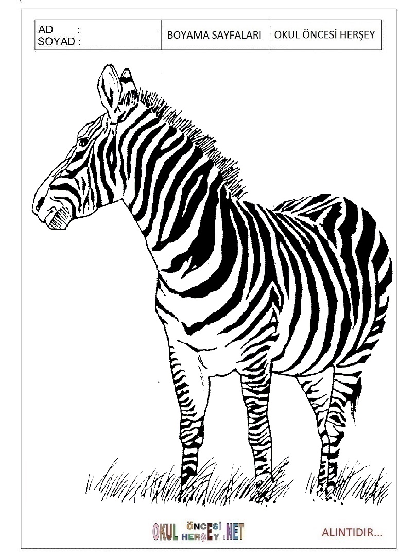Çocuklar İçin Zebra Boyama Sayfaları 