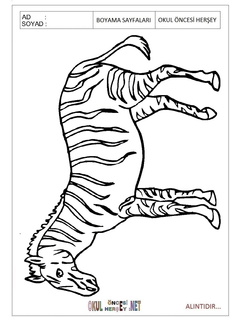 Çocuklar İçin Zebra Boyama Sayfaları 
