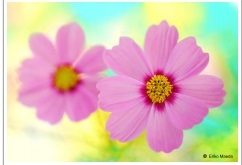 Özel Günler İçin Tebrik Kartları