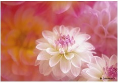 Özel Günler İçin Tebrik Kartları