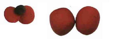 Oyun Hamurundan Ayıcık Yapımı