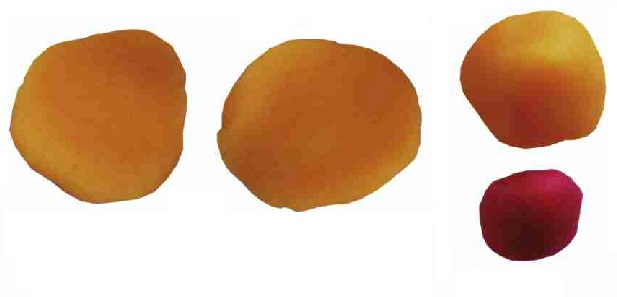 Oyun Hamurundan Ördek Yapımı