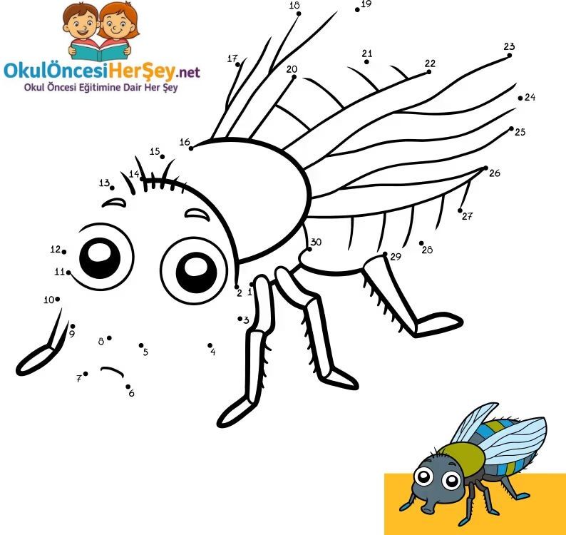 Çizgi Çalışmaları