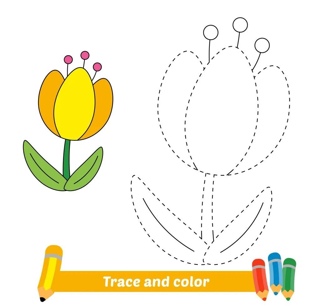 Çizgi Çalışmaları