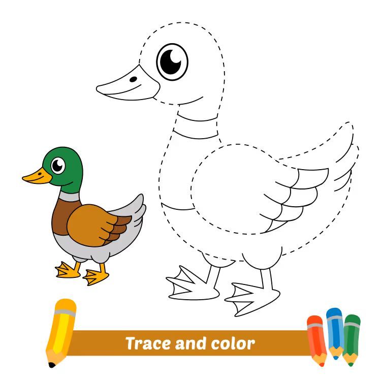 Çizgi Çalışmaları