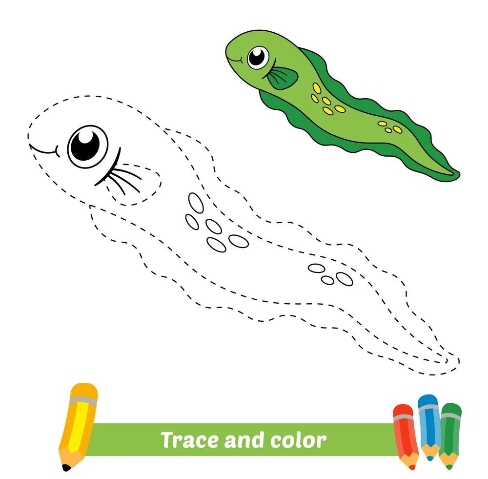 Çizgi Çalışmaları