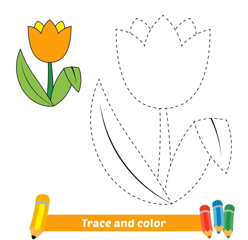 Çizgi Çalışmaları