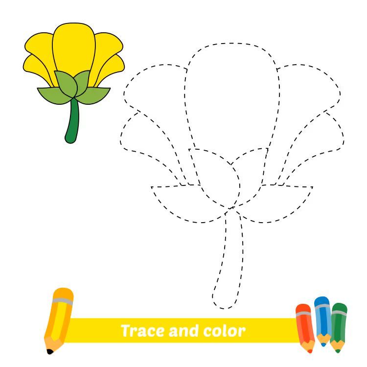 Çizgi Çalışmaları