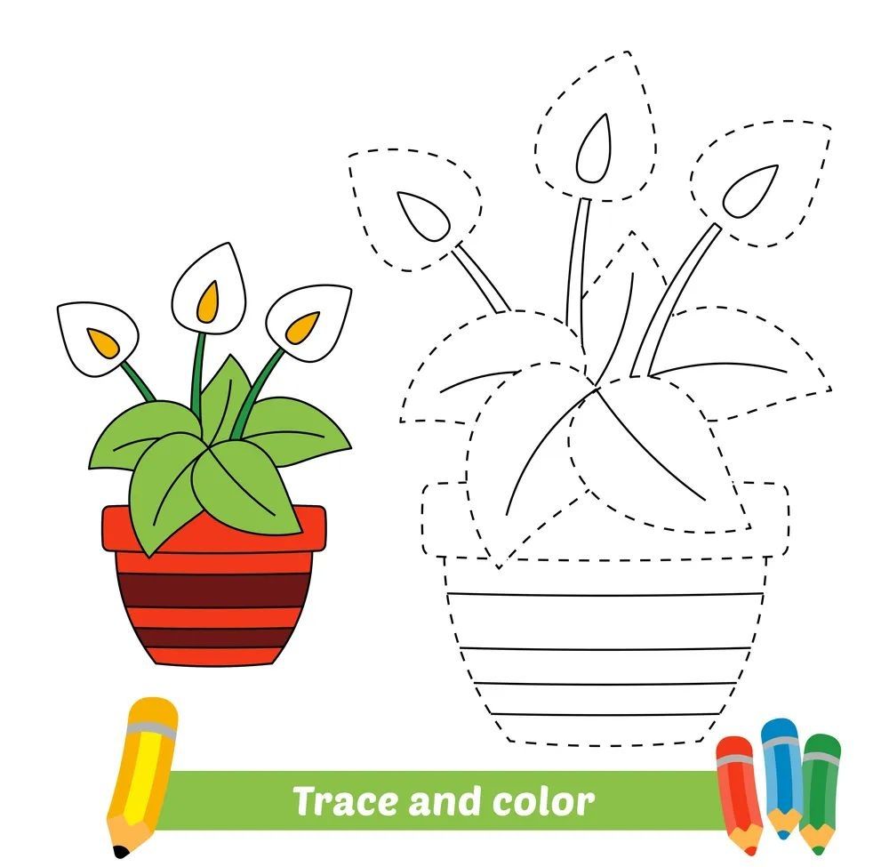 Çizgi Çalışmaları